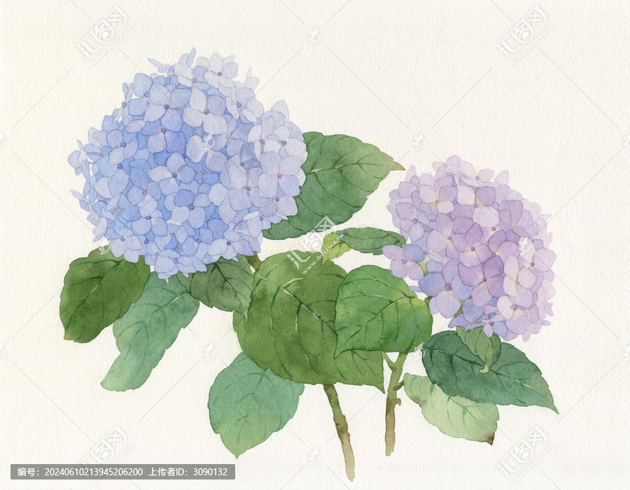 水彩繡球花