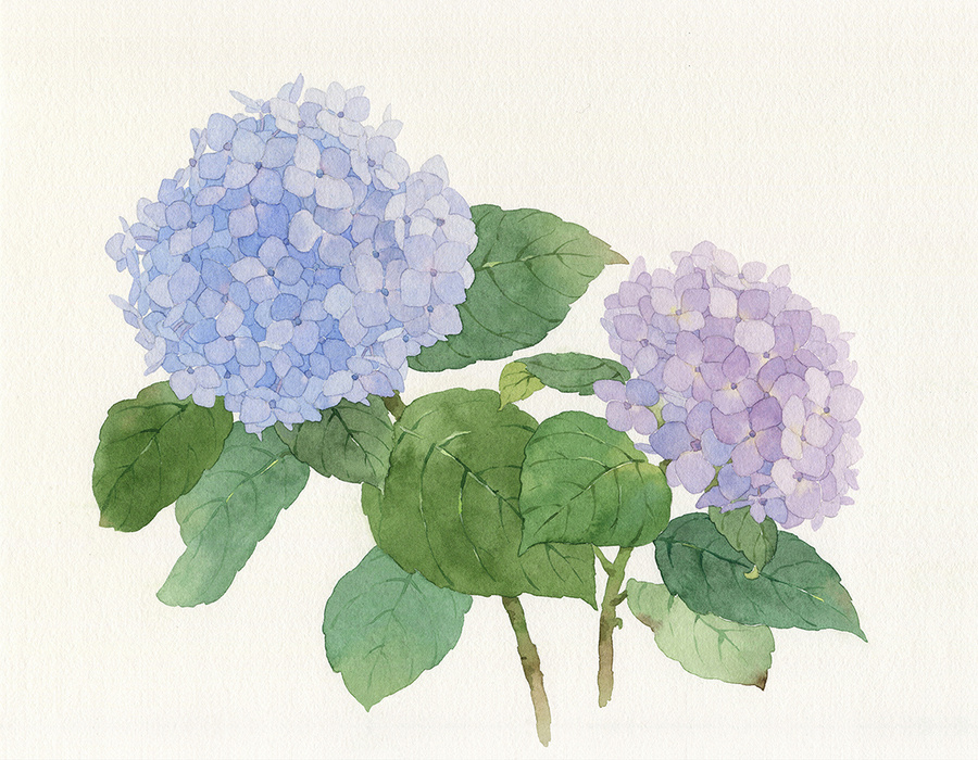 水彩繡球花