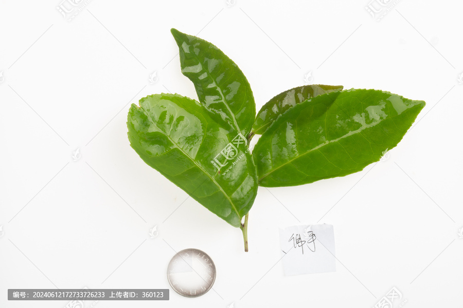武夷巖茶品種采摘有圖高清源圖