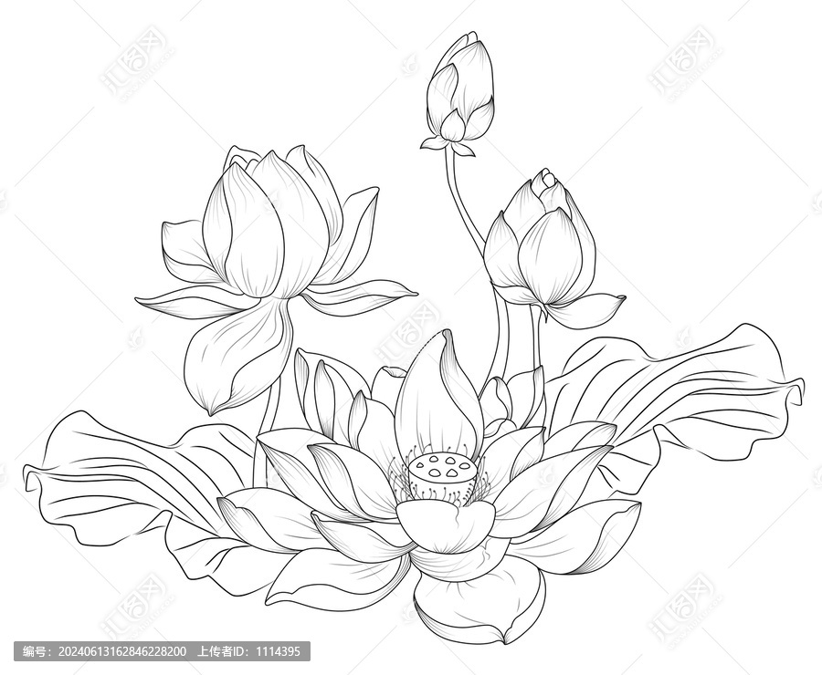 荷花