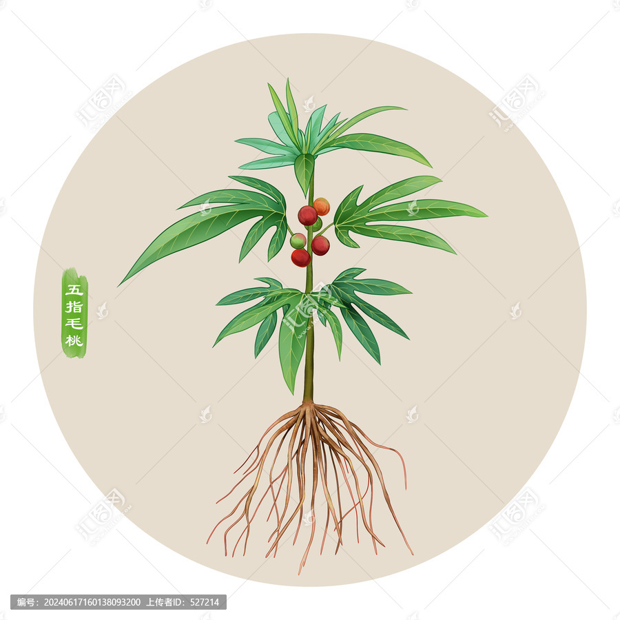 五指毛桃