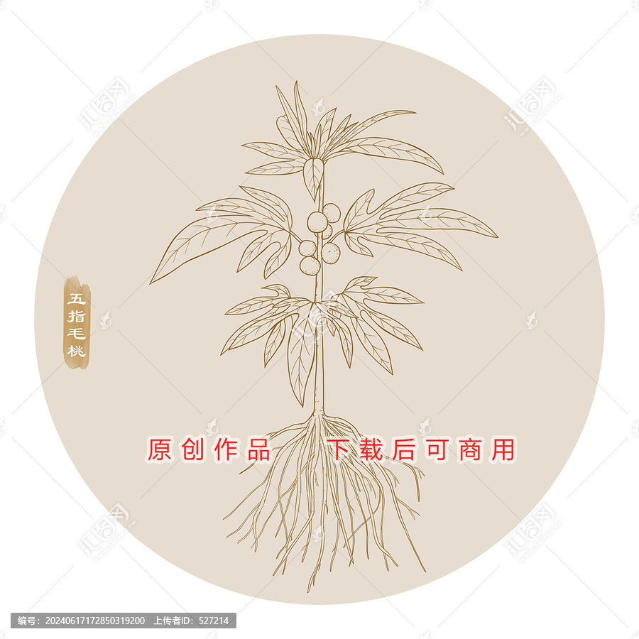 線描五指毛桃
