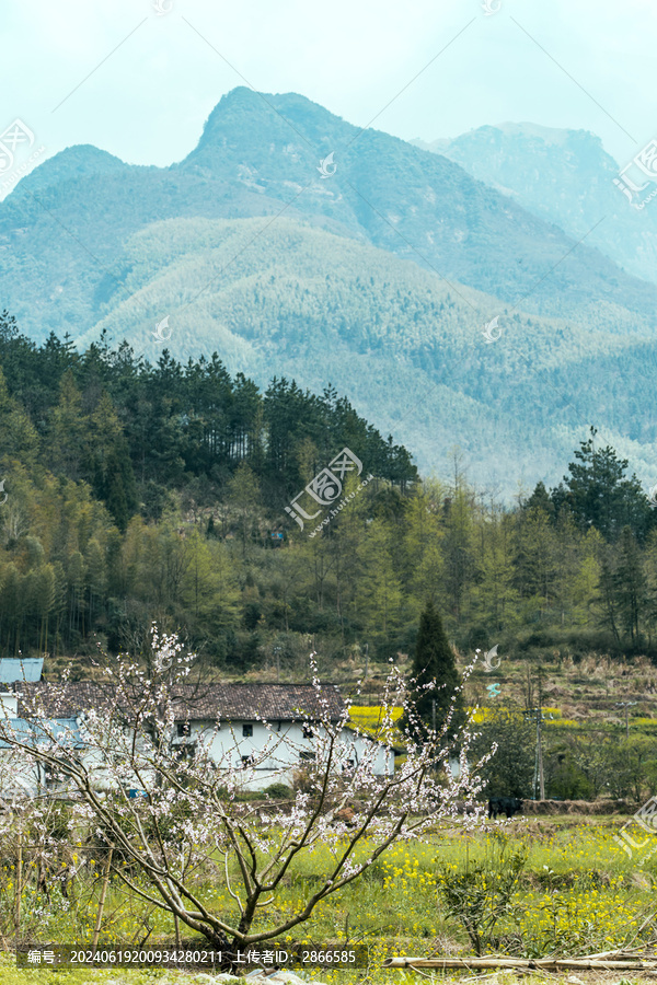鄉(xiāng)村桃花-匯圖網(wǎng) fosd68.com 鄉(xiāng)村桃花