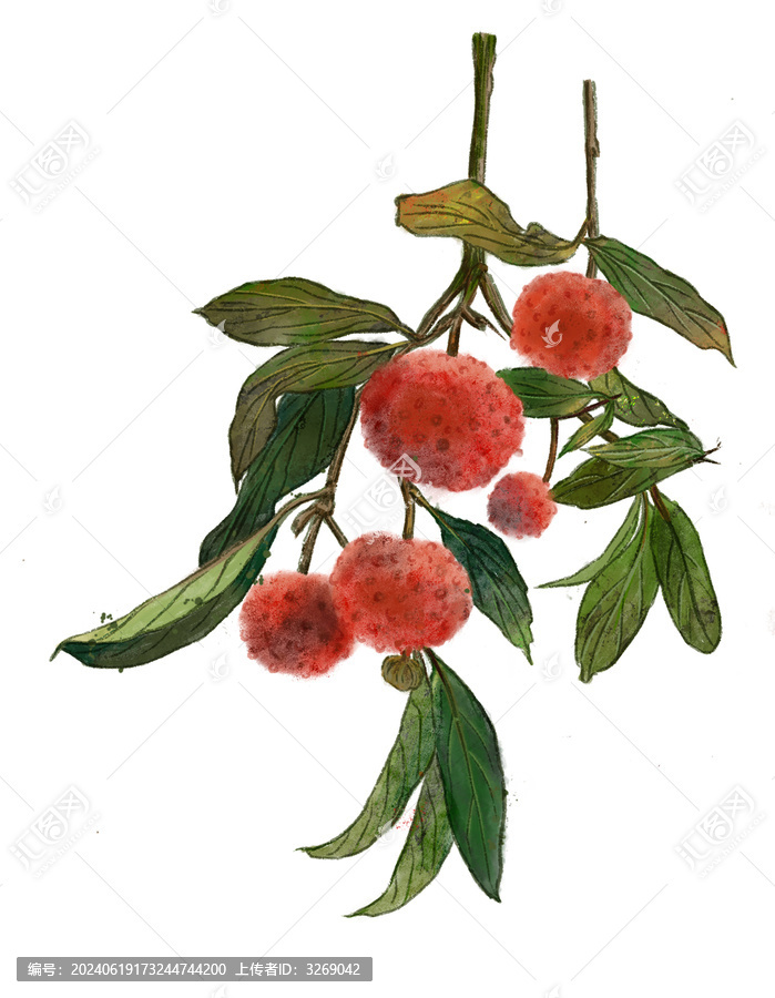 荔枝