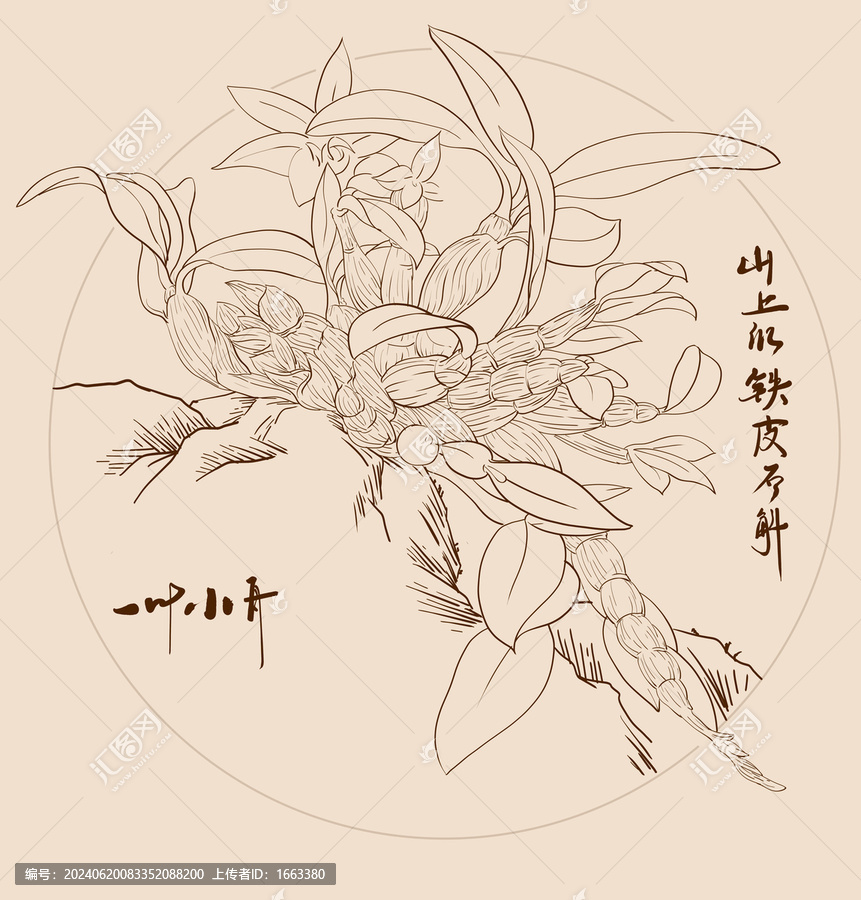 山上的鐵皮石斛