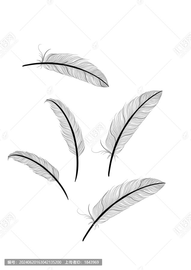 矢量羽毛