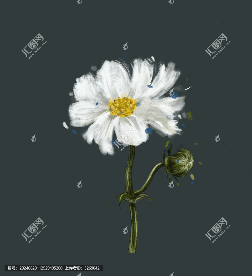 小雛菊特寫
