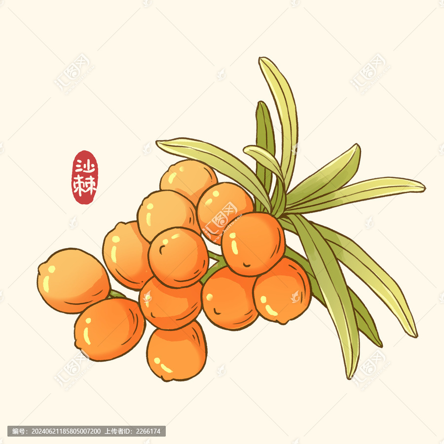 沙棘插畫