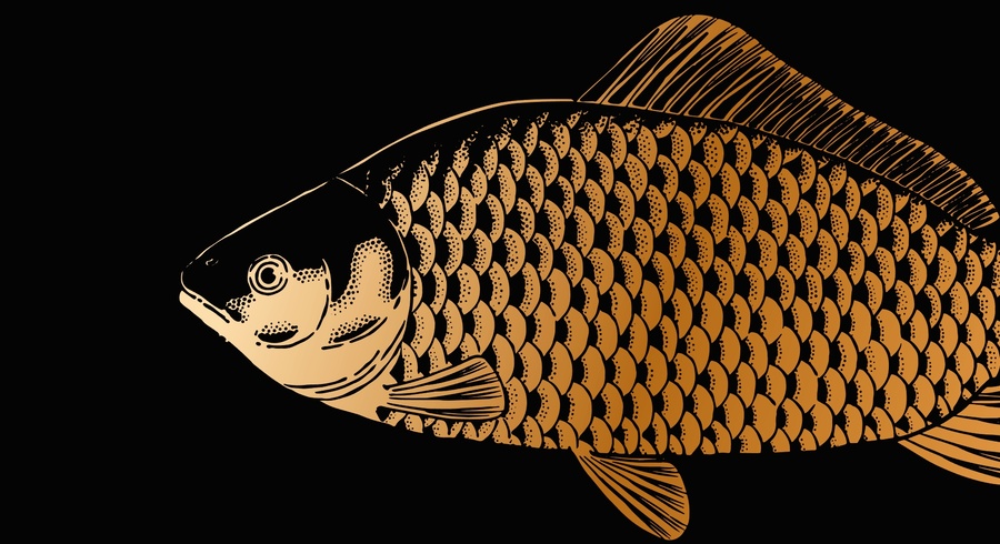 鯽魚插畫