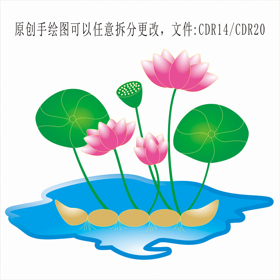 荷花蓮藕