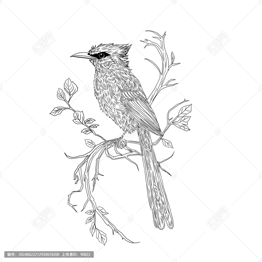 黑白花鳥插畫