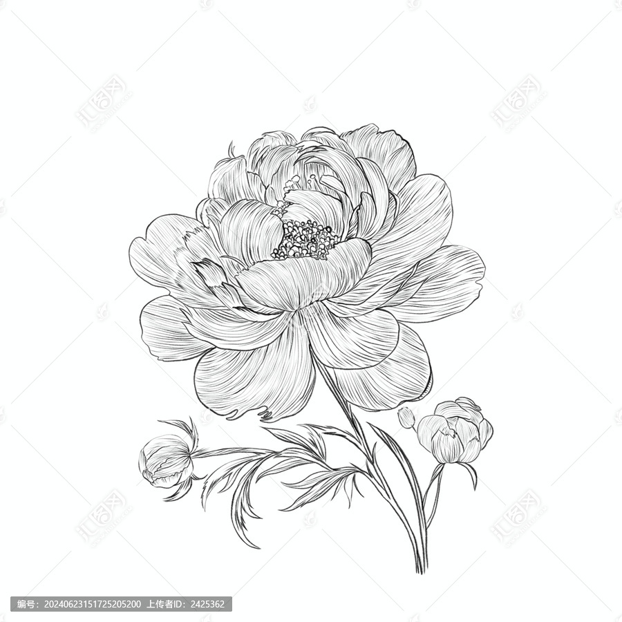 牡丹花線稿