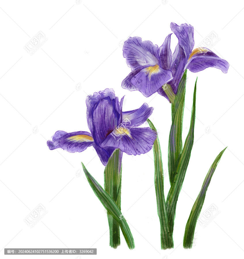 紫色玉蟬花