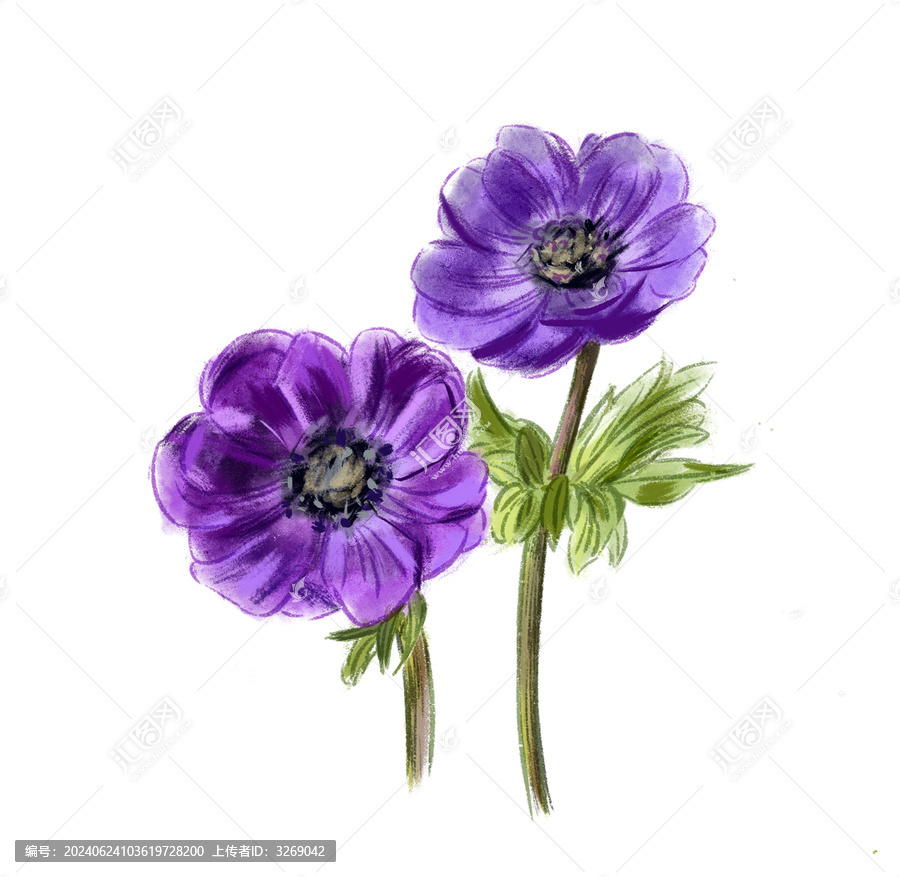 紫色銀蓮花