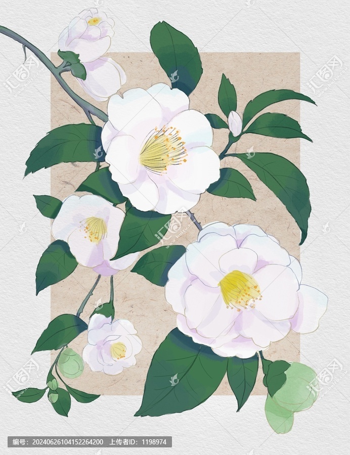 山茶花水彩插畫