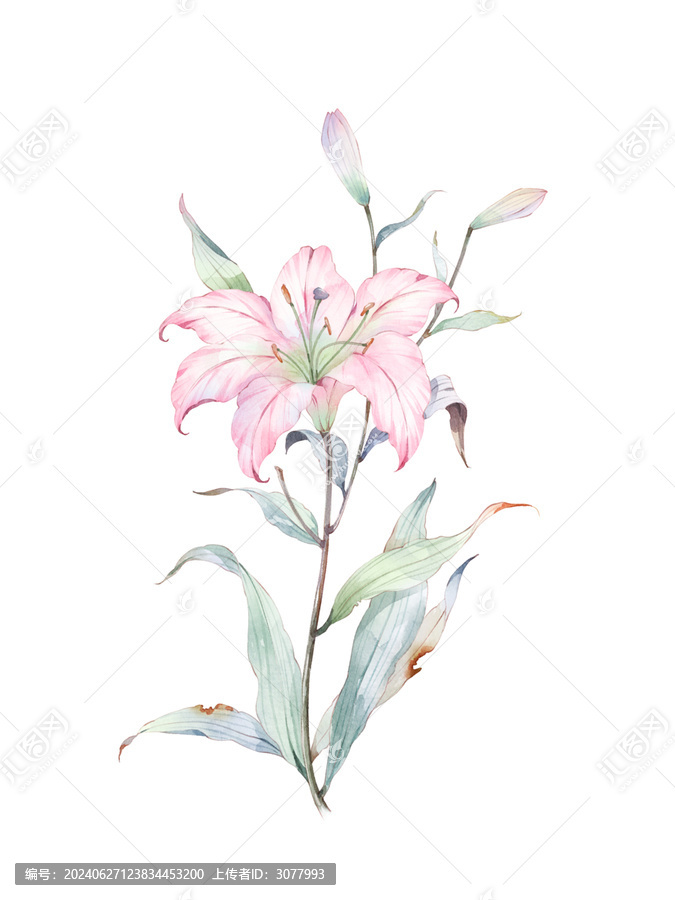百合花免摳素材