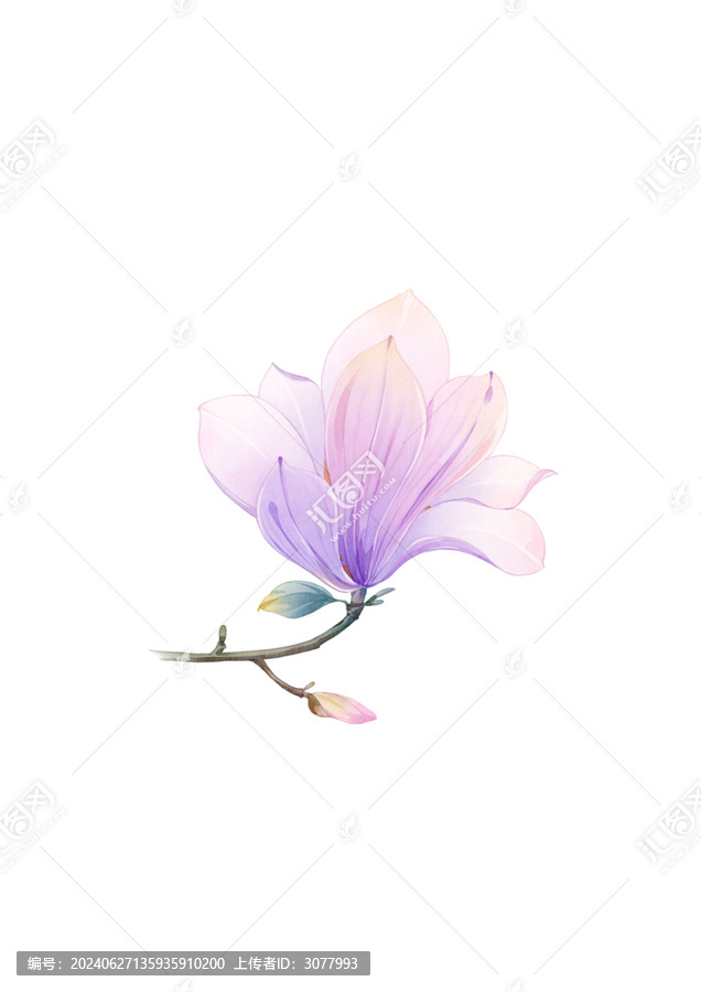 玉蘭花植物花卉免摳素材