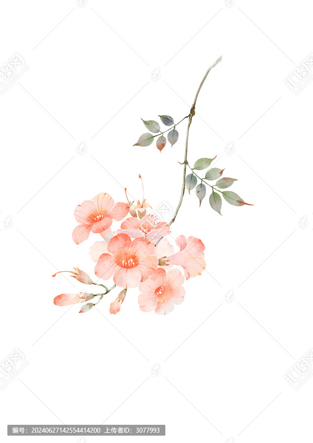 凌霄花植物花卉免摳素材