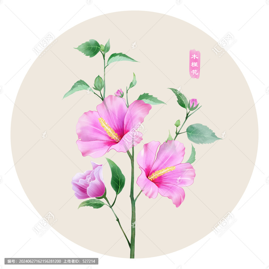 木槿花