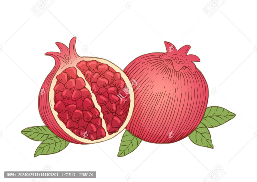 石榴插畫