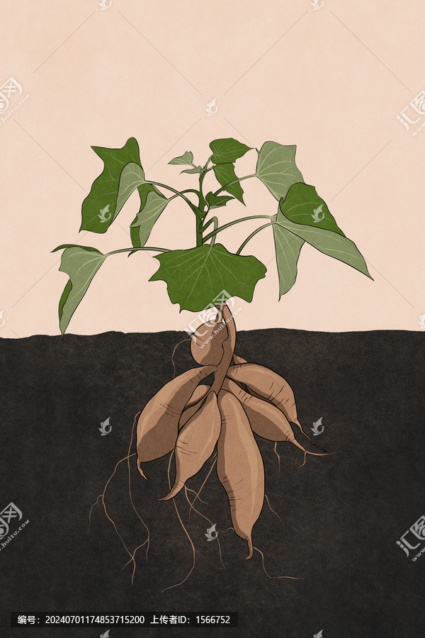 紅薯