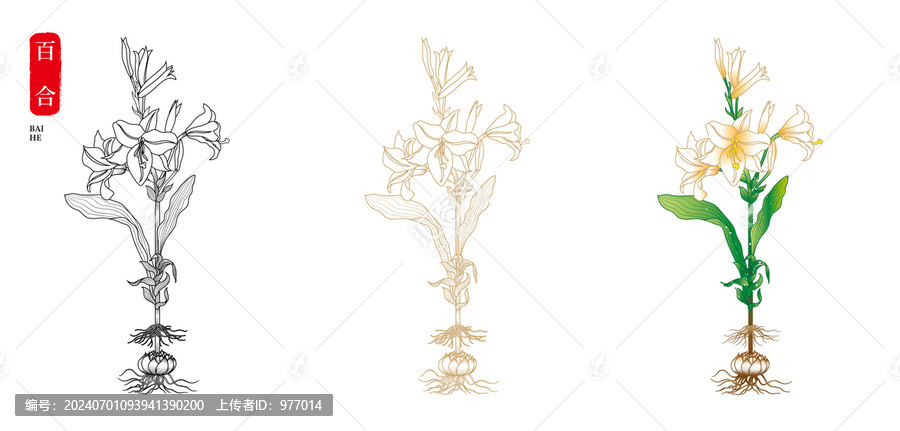 百合