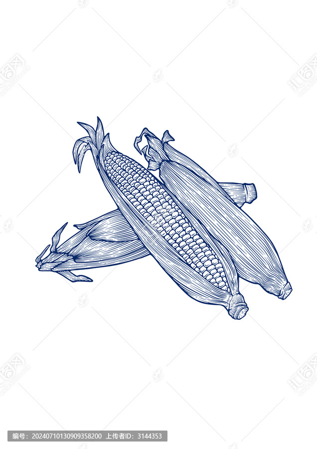 玉米線稿