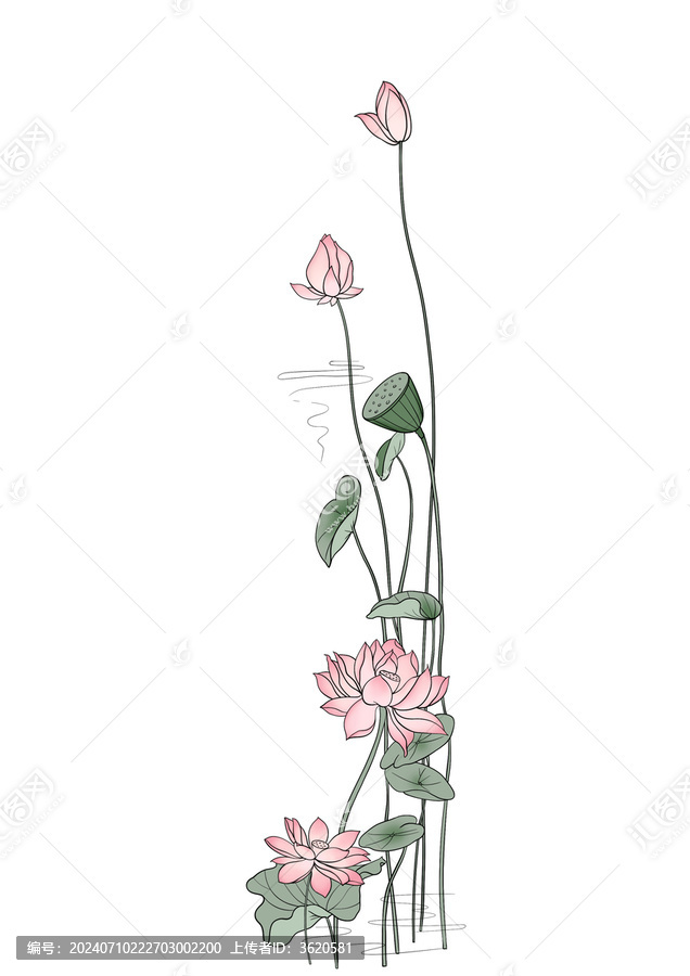 荷花