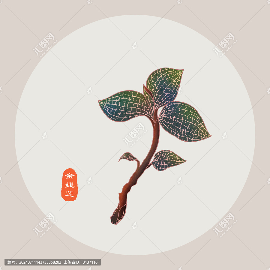 金線蓮