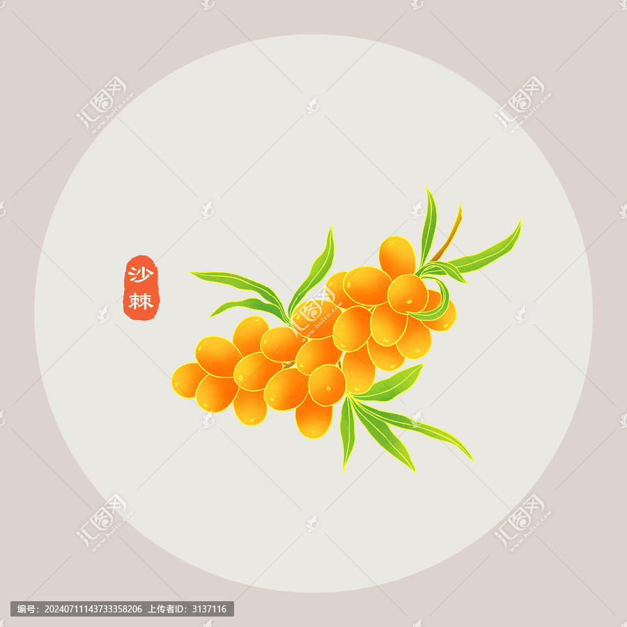 沙棘