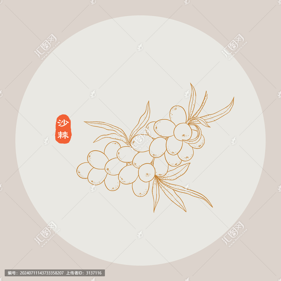 沙棘線描