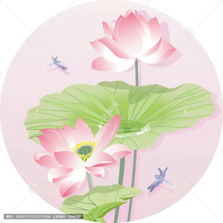 荷花上的蜻蜓停歇著二十四節(jié)氣