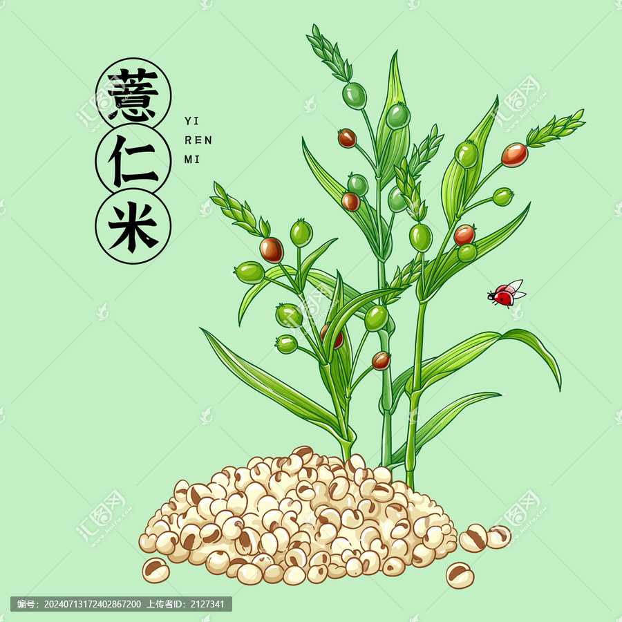 薏仁米插畫