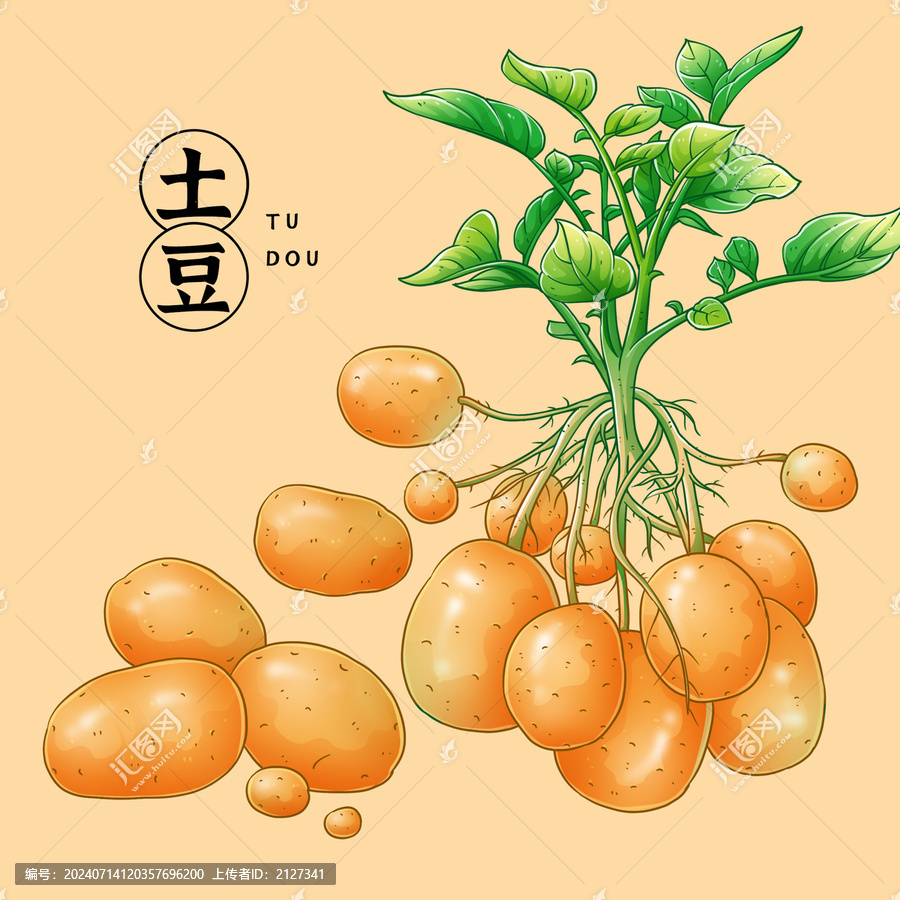 土豆插畫