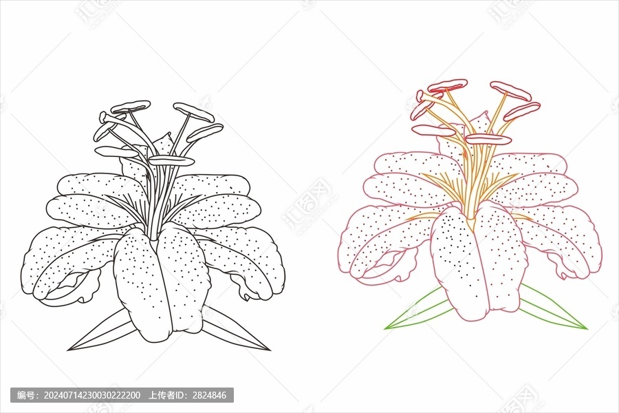 野百合也有春天
