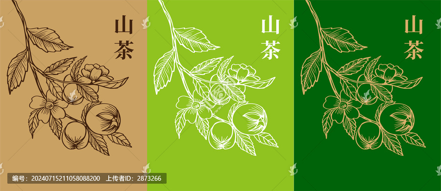 山茶插畫