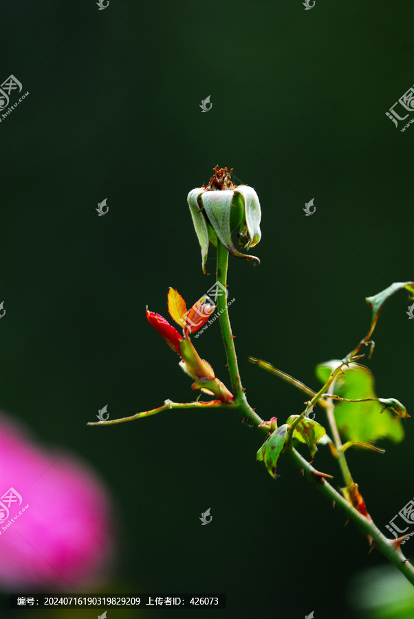 月季新芽紅葉