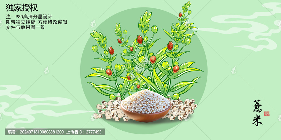 薏仁米插畫