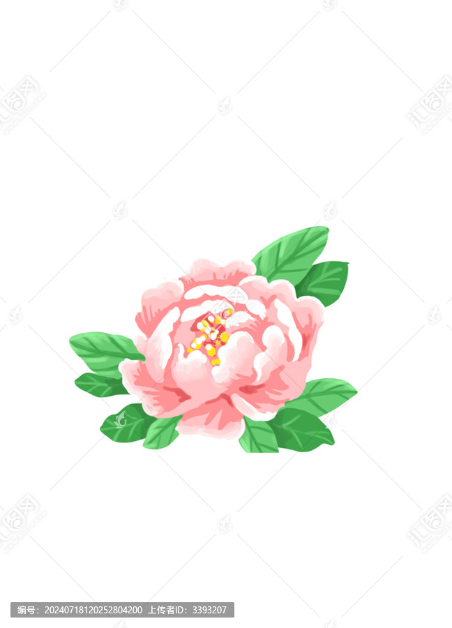 牡丹
