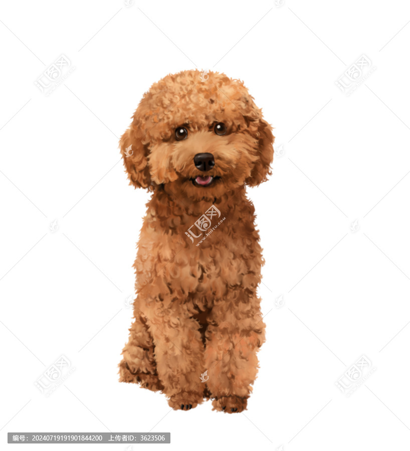 可可愛(ài)愛(ài)的家庭成員泰迪小棕毛