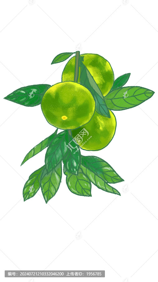 手繪蜜橘一枝橘子水果插畫
