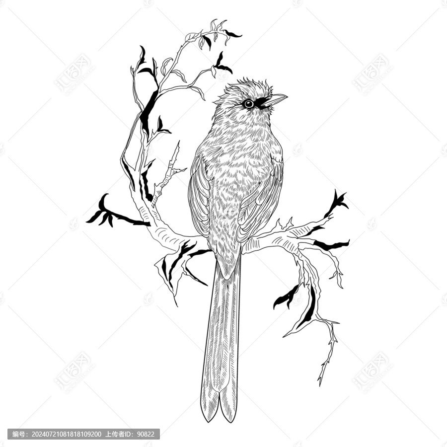 鳥類插畫黑白