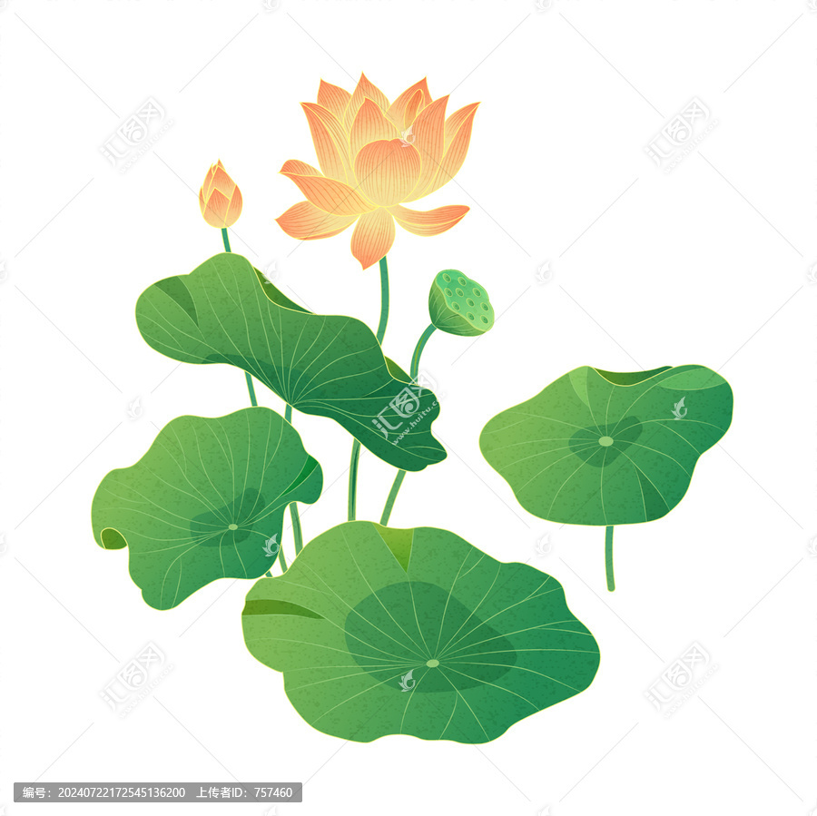 荷花國潮插畫