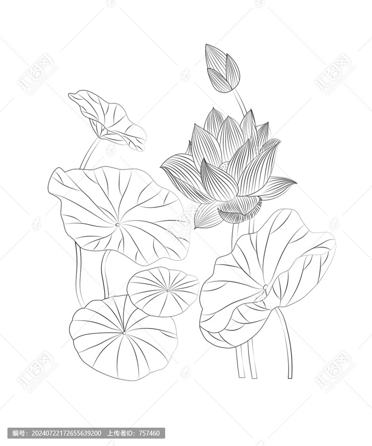 荷花白描線條圖