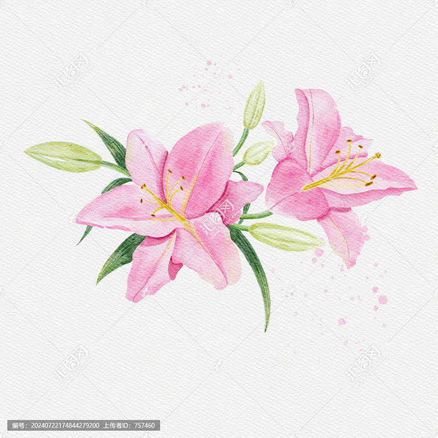 手繪水彩粉色百合花
