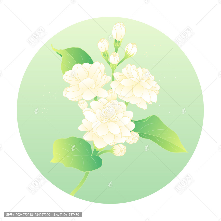 小清新茉莉花扁平插畫
