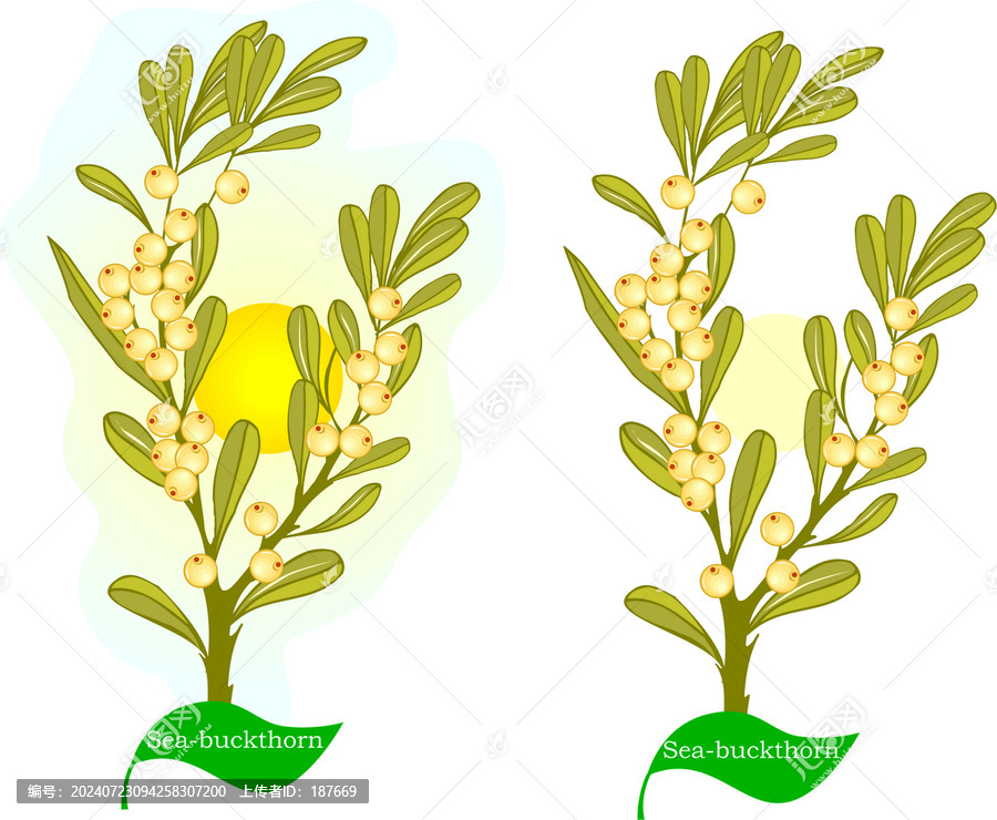 沙棘植物