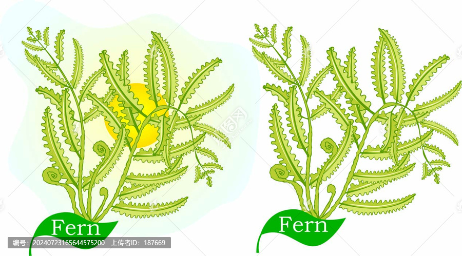 手繪蕨菜植物