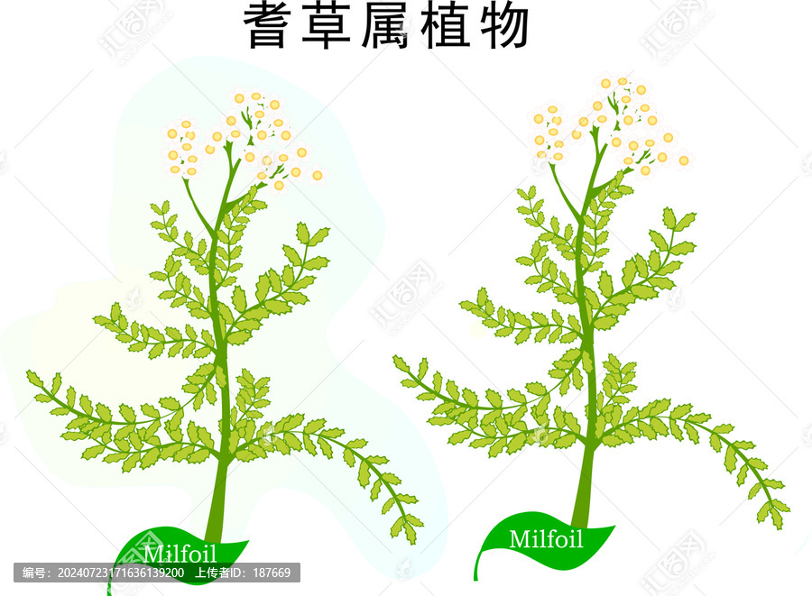 手繪植物耆草屬植物