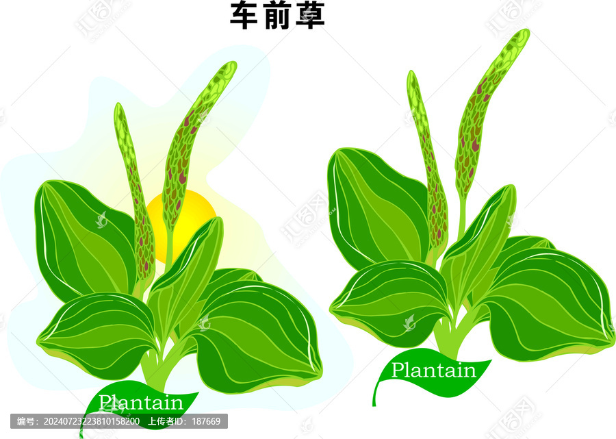 手繪車前草